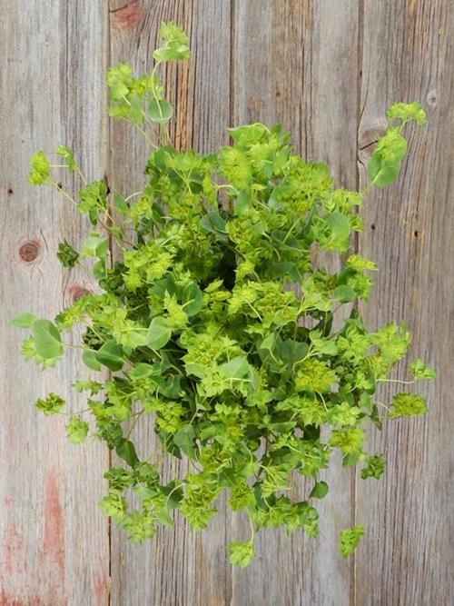 GREEN BUPLEURUM